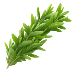 Obraz premium Freshly picked rosemary sprig ready for cooking or seasoning dishes at home