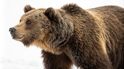 Obraz premium Grizzly's Gaze Winter Fur, Profile Portrait, Wild Majesty