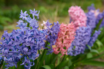 hiacynty, kwiat, fiolet, jary, charakter, kwiat, jardin, lavende, roślin, błękit, szafirek, kwiat, lato, bez, hiacynt, kwiat, kwiatowy, szafirek groniasty, , beuty, feuille, busz, flora, pora roku, od