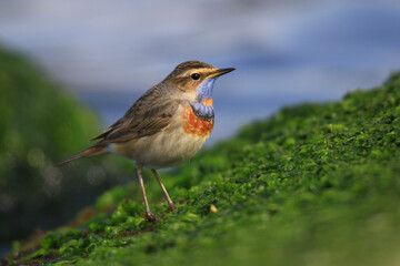 Fototapeta premium Wildlife - Birds. The Bluethroat (Luscinia svecica) is a slender, graceful, long-legged passerine bird. It feeds mainly on invertebrates and their larvae, as well as some fruits and seeds.
