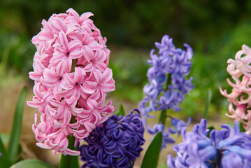 hiacynty, kwiat, fiolet, jary, charakter, kwiat, jardin, lavende, roślin, błękit, szafirek, kwiat, lato, bez, hiacynt, kwiat, kwiatowy, szafirek groniasty, , beuty, feuille, busz, flora, pora roku, od