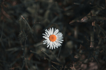 Einsame G&auml;nsebl&uuml;mchenbl&uuml;te &ndash; Naturminimalismus im Fokus