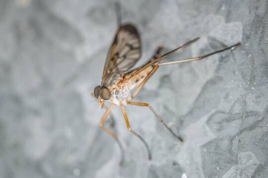 Nahaufnahme einer Schnake M&uuml;cke auf einem Metall Blech sitzen, Deutschland