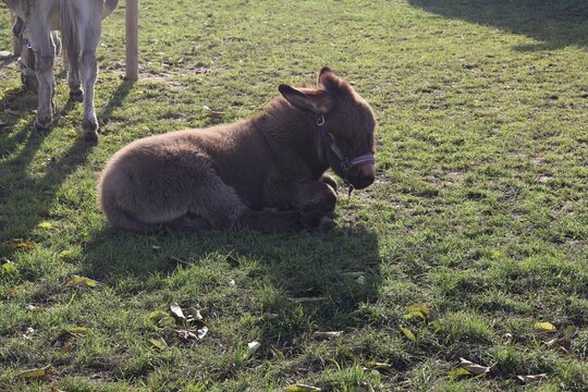 &acirc;non couch&eacute; dans l'herbe