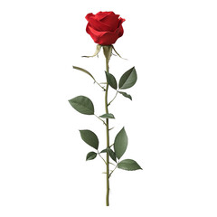Obraz premium Single Red Rose