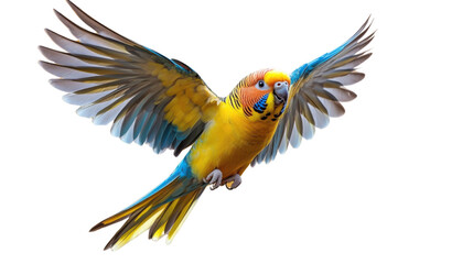 Fototapeta premium yellow macaw isolated on white background