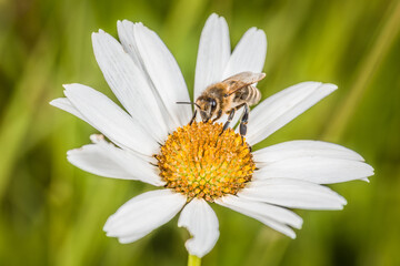 Obraz premium Margeriten Blume im Frühling mit weißen Blättern und mit einer Honig Biene beim Honig sammeln, Deutschland