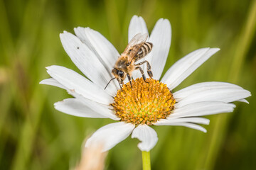 Obraz premium Margeriten Blume im Frühling mit weißen Blättern und mit einer Honig Biene beim Honig sammeln, Deutschland