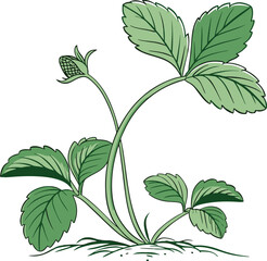 Green Seedling, A Beautiful Green Seedling vector on white background