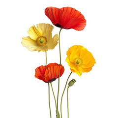 Fototapeta premium Poppy Flowers, Red, Yellow, and Orange