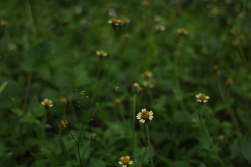 Close-up of the background of daisies on a green field of grass. Flower backgrounds