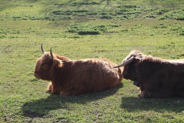 vaches écossaises couchées sur l'herbe