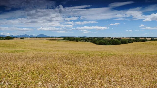 Chickpea field in Provence in France. Ripe dry pea plants grow in farm. Agriculture hills landscape.
