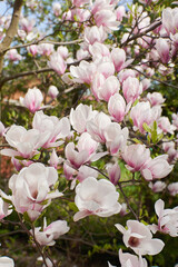 kwiat magnoli, czystość, charakter, sielanka, jardin, kwiat, roślina, kruchość, kubki, kwiat, drzewo, flora, kwiat, wiosna, beuty, feuille, róż, krzew, biała, piękne, kwitnienie, gałąź, makro, wspania