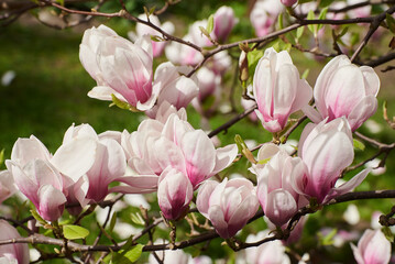 kwiat magnoli, czystość, charakter, sielanka, jardin, kwiat, roślina, kruchość, kubki, kwiat, drzewo, flora, kwiat, wiosna, beuty, feuille, róż, krzew, biała, piękne, kwitnienie, gałąź, makro, wspania