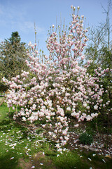 kwiat magnoli, czystość, charakter, sielanka, jardin, kwiat, roślina, kruchość, kubki, kwiat, drzewo, flora, kwiat, wiosna, beuty, feuille, róż, krzew, biała, piękne, kwitnienie, gałąź, makro, wspania