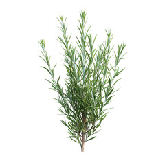 Obraz premium Rosemary Sprig