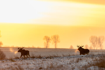 Mammal - bull moose winter (Alces)