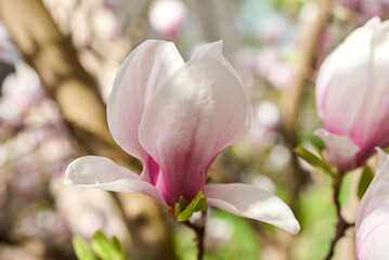 kwiat magnoli, czystość, charakter, sielanka, jardin, kwiat, roślina, kruchość, kubki, kwiat, drzewo, flora, kwiat, wiosna, beuty, feuille, róż, krzew, biała, piękne, kwitnienie, gałąź, makro, wspania