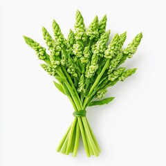 Obraz premium Macro Close up of Fresh Green Asparagus Bunch on White Background
