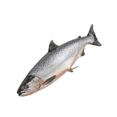 Obraz premium Fresh Salmon
