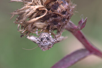 Poplar Grey Moth (Subacronicta megacephala) on dead thistle flower. Taken in August near Salisbury, England.