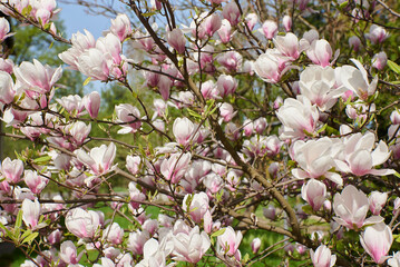 kwiat magnoli, czystość, charakter, sielanka, jardin, kwiat, roślina, kruchość, kubki, kwiat, drzewo, flora, kwiat, wiosna, beuty, feuille, róż, krzew, biała, piękne, kwitnienie, gałąź, makro, wspania