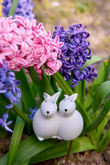 hiacynty, kwiat, fiolet, jary, charakter, kwiat, jardin, lavende, roślin, błękit, szafirek, kwiat, lato, bez, hiacynt, kwiat, kwiatowy, szafirek groniasty, , beuty, feuille, busz, flora, zajączek, od © Ansza