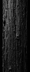 Obraz premium Wide shot of black and white zebra skin on a log, nature, zebra, foliage, landscape, wide-angle