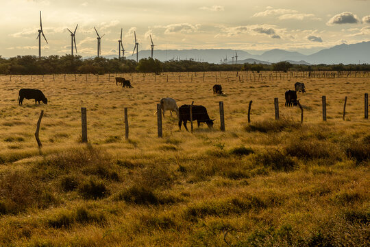 cows in a wind power field