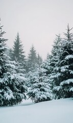 Obraz premium Snow-covered pine trees stand tall in a winter wonderland.