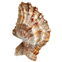 Obraz premium Closeup of a Detailed Seashell