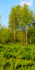 Fern thickets on a hillside. Deciduous forest against a blue sky.