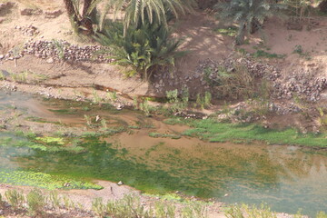 Finnt Oasis, Fint Oasis Near Ouarzazate in Morocco