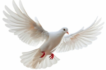 Fototapeta premium white dove isolated on white