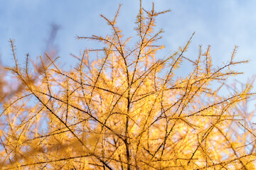 Stunning Golden Autumn Leaves Against a Vividly Bright Sky Displaying Natures Beauty
