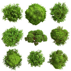Obraz premium Collection of Green Bushes Top View