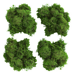 Obraz premium Green Moss Texture