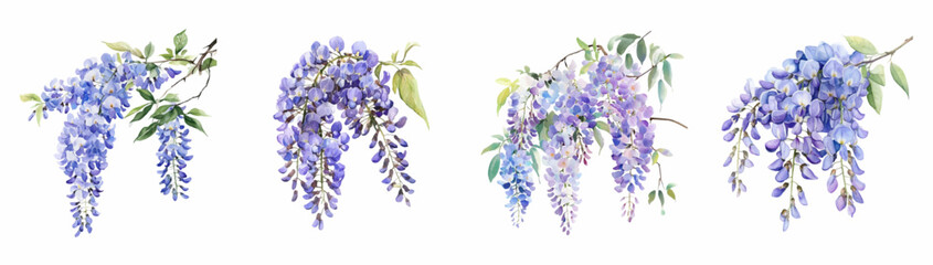 Obraz premium Watercolor set of wisteria flowers. Purple wisteria flowers with watercolor leaves on a white isolated background. Watercolor spring flowers. Wisteria for invitation designs etc. 