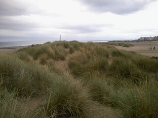 Sand dunes covered in green