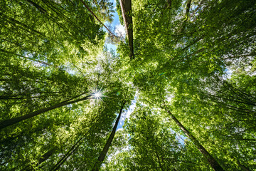 Obraz premium Gazing Upward Into the Lush Green Trees Within a Flourishing and Verdant Forest Environment, sustainability, Nature