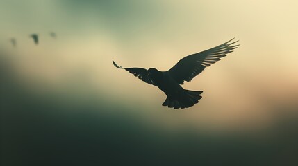 silhouette of bird flying at sunset against blurred background nature wildlife photography dramatic sky freedom wings spread