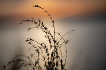 sunset background with shoreline grass foliage in calvert county maryland along the chesapeake bay