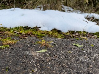 Fototapeta premium snow covered tree