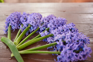 hiacynty, kwiat, fiolet, jary, charakter, kwiat, jardin, lavende, roślin, błękit, szafirek, kwiat, lato, bez, hiacynt, kwiat, kompozycja, szafirek groniasty, , beuty, feuille, busz, flora, pora roku,