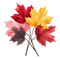 Fototapeta premium Maple Tree Branch Isolated