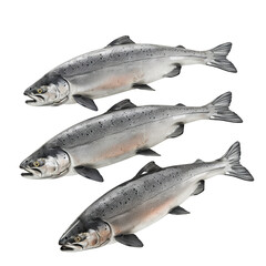 Obraz premium Three Salmon Fish on a White Background