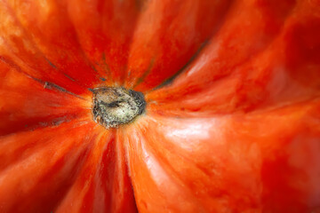Pumpkin. Mini pumpkin texture. Nature abstract. Selective focus