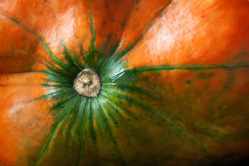 Pumpkin. Mini pumpkin texture. Nature abstract
