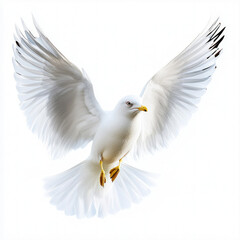 Fototapeta premium Seagull Isolated